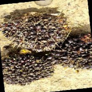 unripe_train (1550).jpg