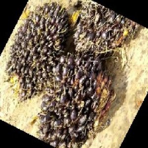 unripe_train (1551).jpg