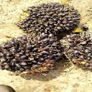 unripe_train (1552).jpg