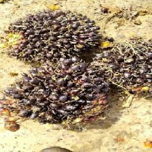 unripe_train (1553).jpg