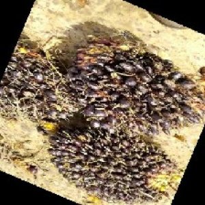 unripe_train (1554).jpg