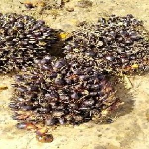 unripe_train (1555).jpg