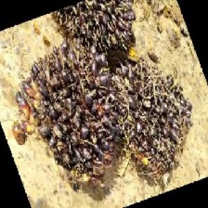 unripe_train (1557).jpg