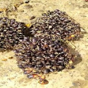 unripe_train (1558).jpg