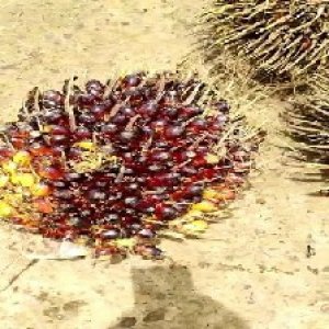 unripe_train (156).jpg