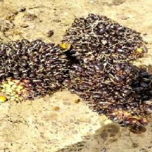 unripe_train (1560).jpg