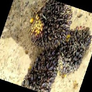 unripe_train (1561).jpg