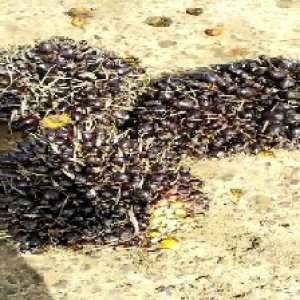 unripe_train (1564).jpg