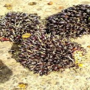 unripe_train (1566).jpg