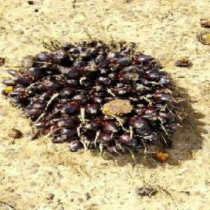 unripe_train (1567).jpg