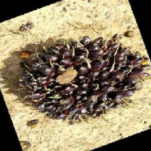 unripe_train (1568).jpg