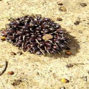 unripe_train (1569).jpg