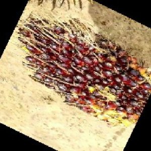 unripe_train (157).jpg