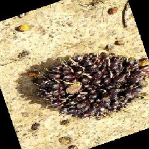 unripe_train (1570).jpg