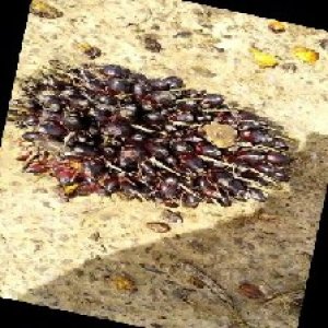 unripe_train (1571).jpg