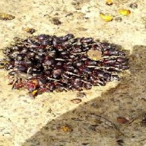 unripe_train (1572).jpg