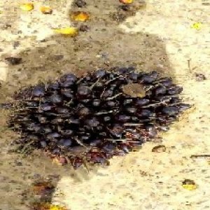 unripe_train (1573).jpg