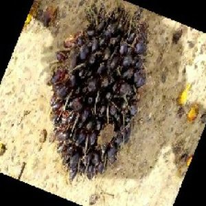 unripe_train (1574).jpg