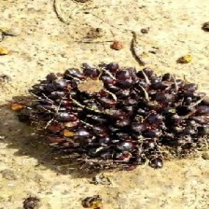 unripe_train (1575).jpg