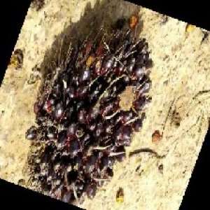 unripe_train (1576).jpg