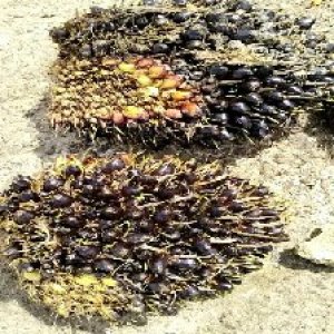 unripe_train (1577).jpg