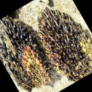 unripe_train (1578).jpg