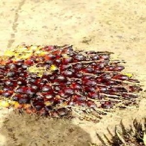 unripe_train (158).jpg