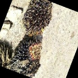 unripe_train (1580).jpg