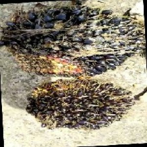 unripe_train (1581).jpg