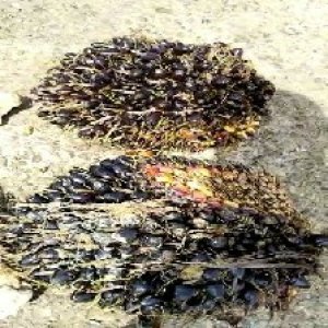 unripe_train (1582).jpg