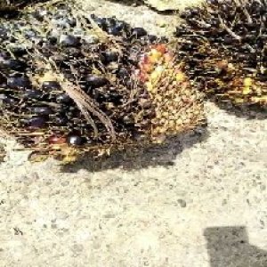 unripe_train (1583).jpg