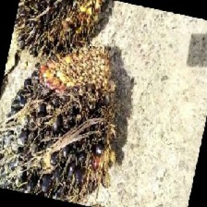 unripe_train (1584).jpg