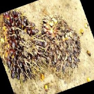 unripe_train (1585).jpg