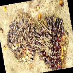 unripe_train (1587).jpg