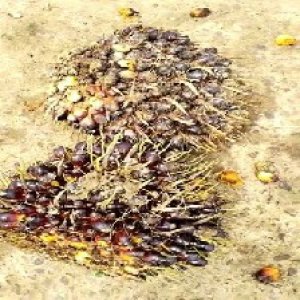 unripe_train (1588).jpg