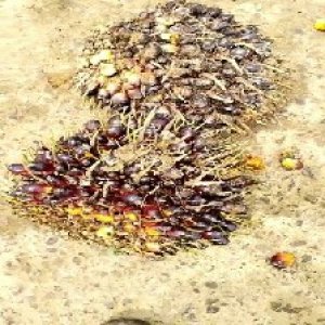 unripe_train (1589).jpg