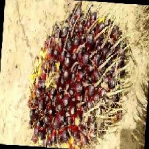 unripe_train (159).jpg