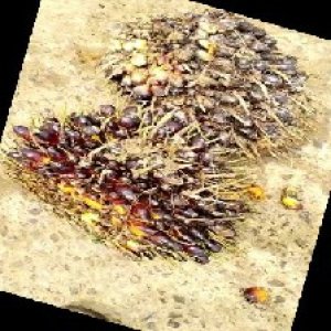 unripe_train (1590).jpg