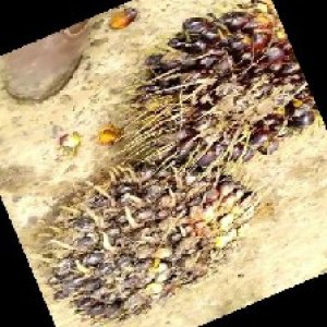 unripe_train (1591).jpg