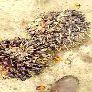 unripe_train (1592).jpg