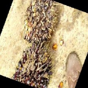 unripe_train (1593).jpg