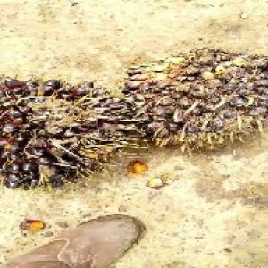 unripe_train (1594).jpg