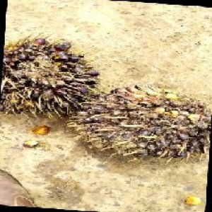 unripe_train (1595).jpg