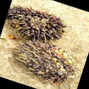 unripe_train (1598).jpg