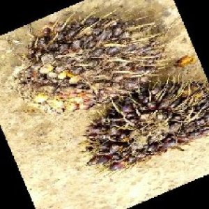 unripe_train (1599).jpg