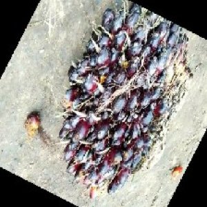 unripe_train (16).jpg