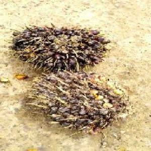 unripe_train (1601).jpg