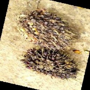 unripe_train (1602).jpg