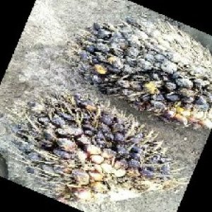 unripe_train (1603).jpg