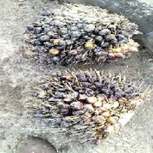 unripe_train (1605).jpg